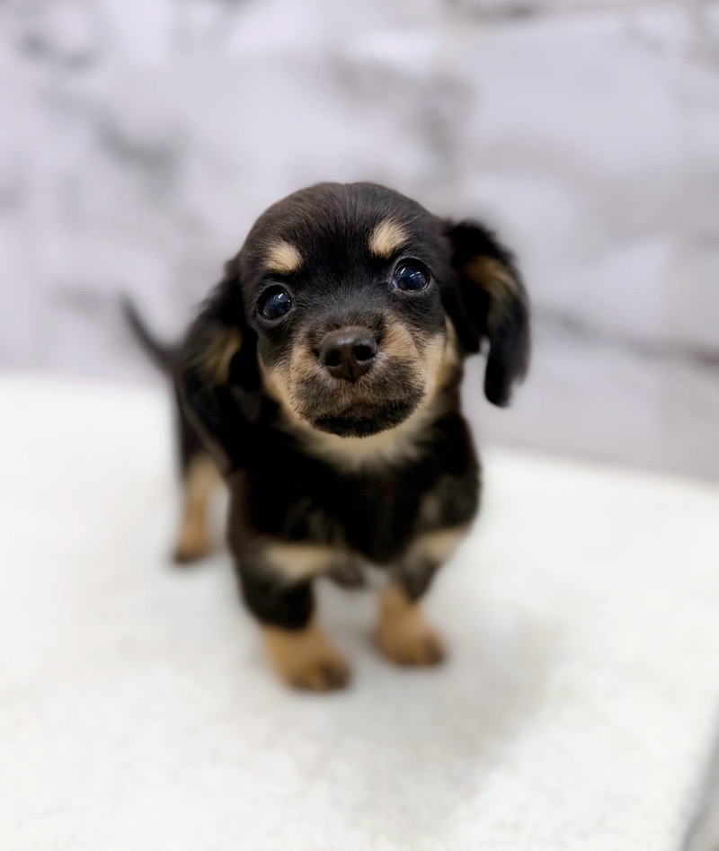 神奈川県のチワックス(チワワ×ダックス) (かねだい東戸塚店/2025年12月27日生まれ/男の子/ブラックタン)の子犬の1枚目の画像