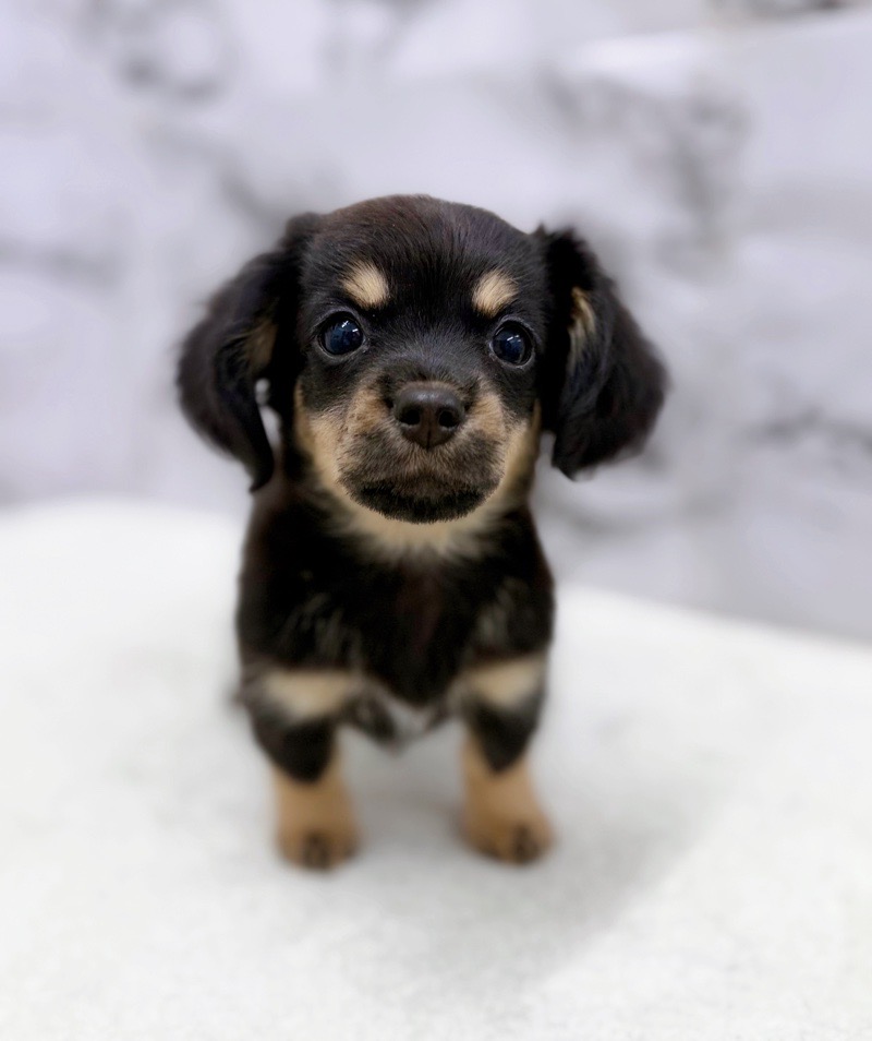 神奈川県のチワックス(チワワ×ダックス) (かねだい東戸塚店/2025年12月27日生まれ/男の子/ブラックタン)の子犬の2枚目の画像