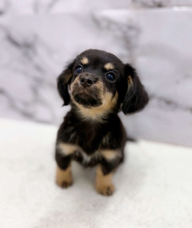 神奈川県のチワックス(チワワ×ダックス) (かねだい東戸塚店/2025年12月27日生まれ/男の子/ブラックタン)の子犬の3枚目の画像