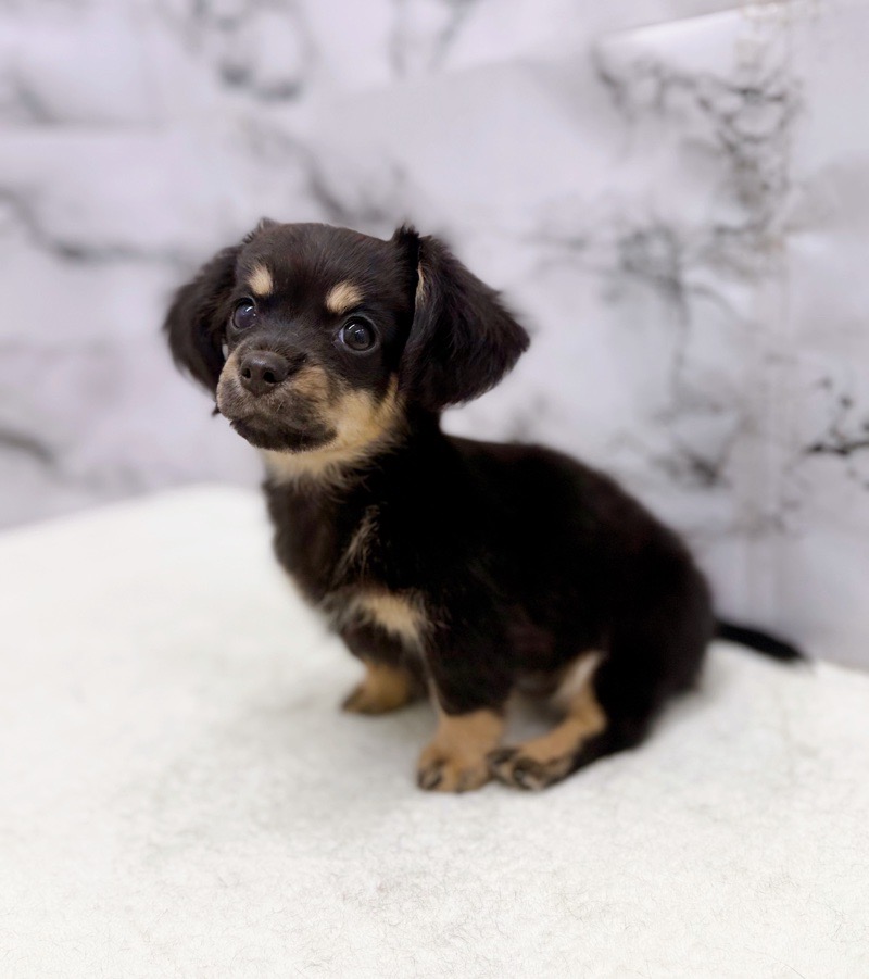 神奈川県のチワックス(チワワ×ダックス) (かねだい東戸塚店/2025年12月27日生まれ/男の子/ブラックタン)の子犬の4枚目の画像