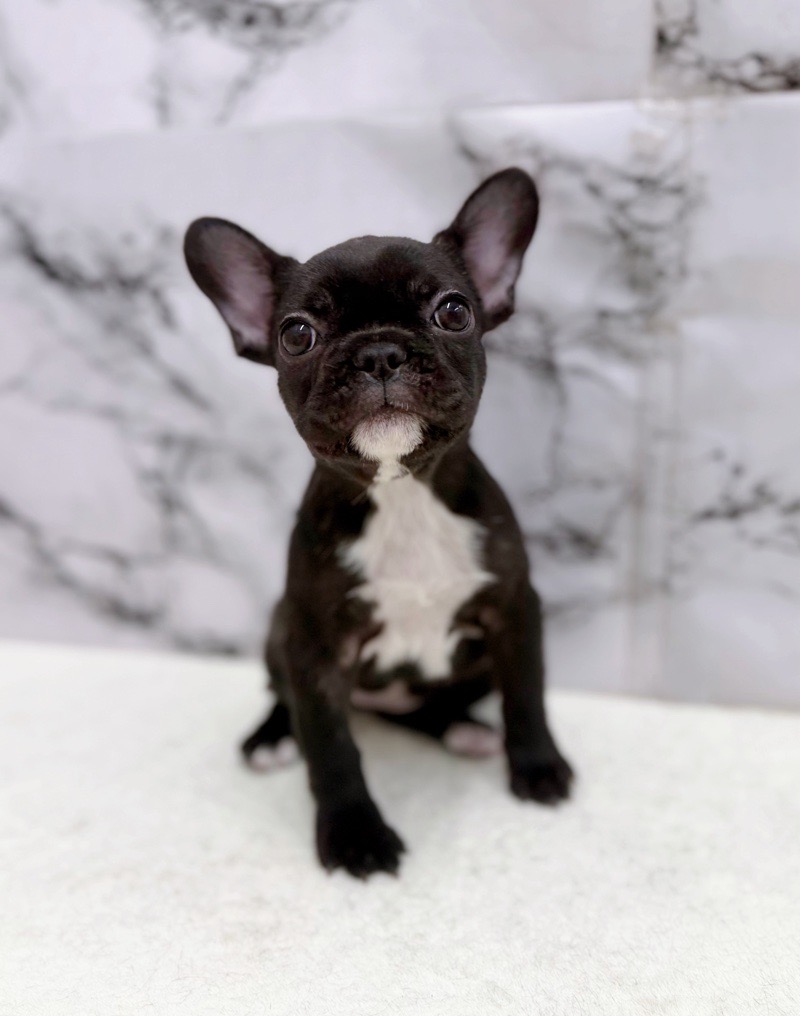 神奈川県のフレンチブルドッグ (かねだい東戸塚店/2025年12月25日生まれ/女の子/ブリンドル)の子犬の1枚目の画像
