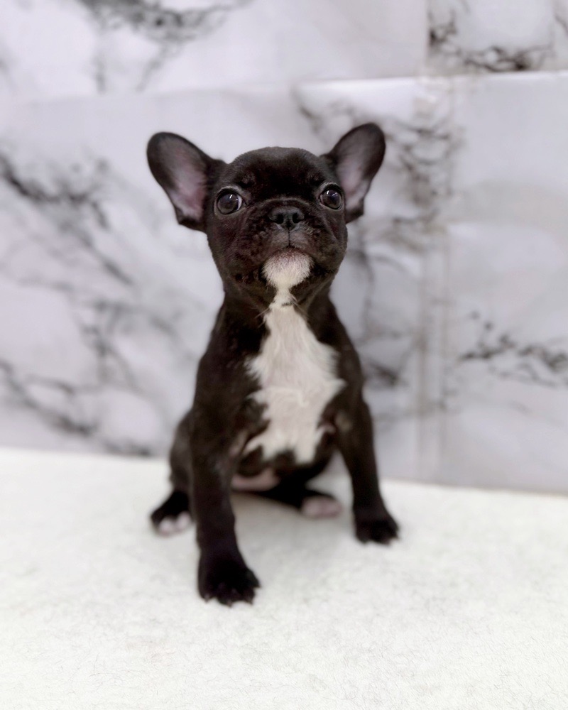 神奈川県のフレンチブルドッグ (かねだい東戸塚店/2025年12月25日生まれ/女の子/ブリンドル)の子犬の2枚目の画像
