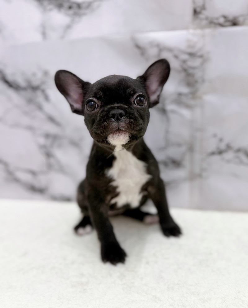 神奈川県のフレンチブルドッグ (かねだい東戸塚店/2025年12月25日生まれ/女の子/ブリンドル)の子犬の3枚目の画像