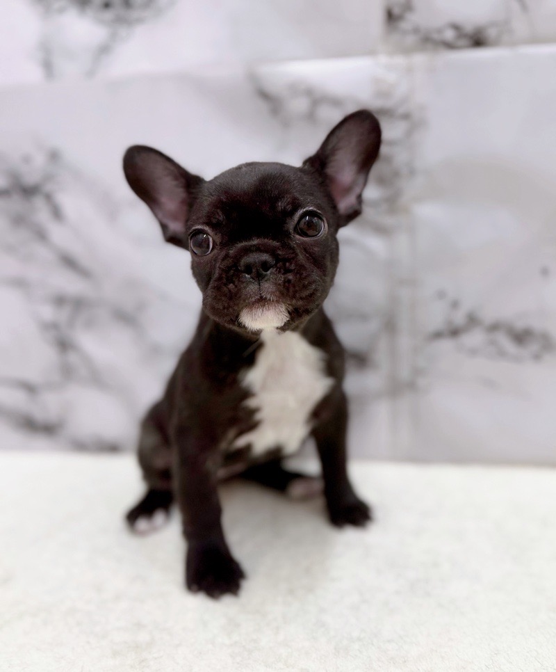 神奈川県のフレンチブルドッグ (かねだい東戸塚店/2025年12月25日生まれ/女の子/ブリンドル)の子犬の4枚目の画像