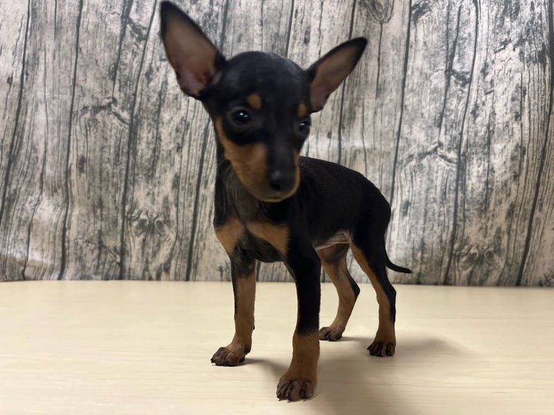 2026年1月15日生まれのトイマンチェスターテリア