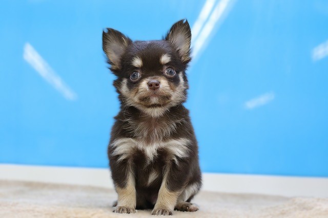 埼玉県のチワワ(ロング) (かねだい草加店/2026年1月12日生まれ/男の子/チョコレートタン)の子犬の1枚目の画像