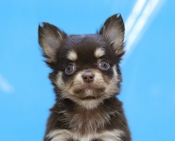 埼玉県のチワワ(ロング) (かねだい草加店/2026年1月12日生まれ/男の子/チョコレートタン)の子犬の2枚目の画像