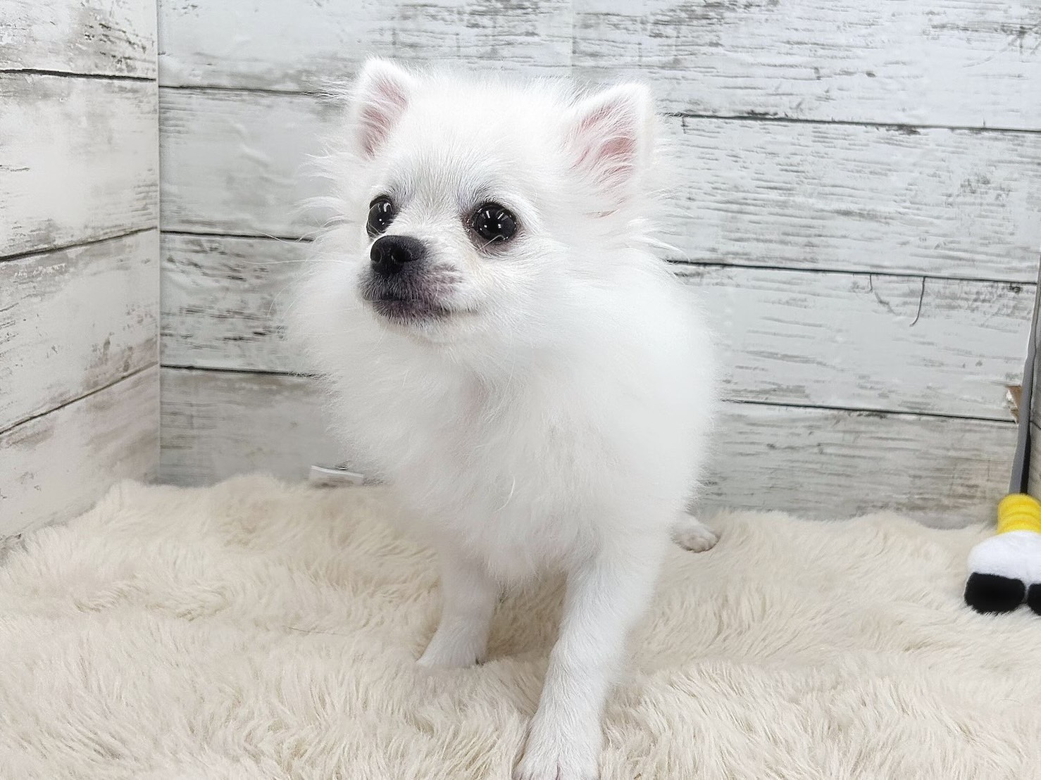 新潟県のポメチワ/チワポメ/ポメチー(ポメラニアン×チワワ) (かねだいペットトライアル魚沼/2025年10月28日生まれ/男の子/クリーム)の子犬の1枚目の画像