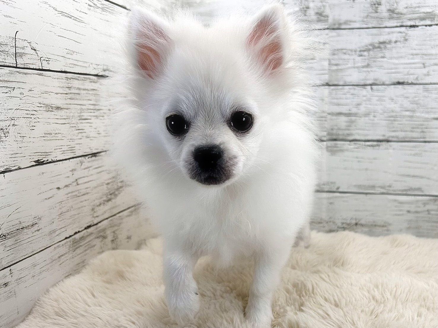 新潟県のポメチワ/チワポメ/ポメチー(ポメラニアン×チワワ) (かねだいペットトライアル魚沼/2025年10月28日生まれ/男の子/クリーム)の子犬の2枚目の画像