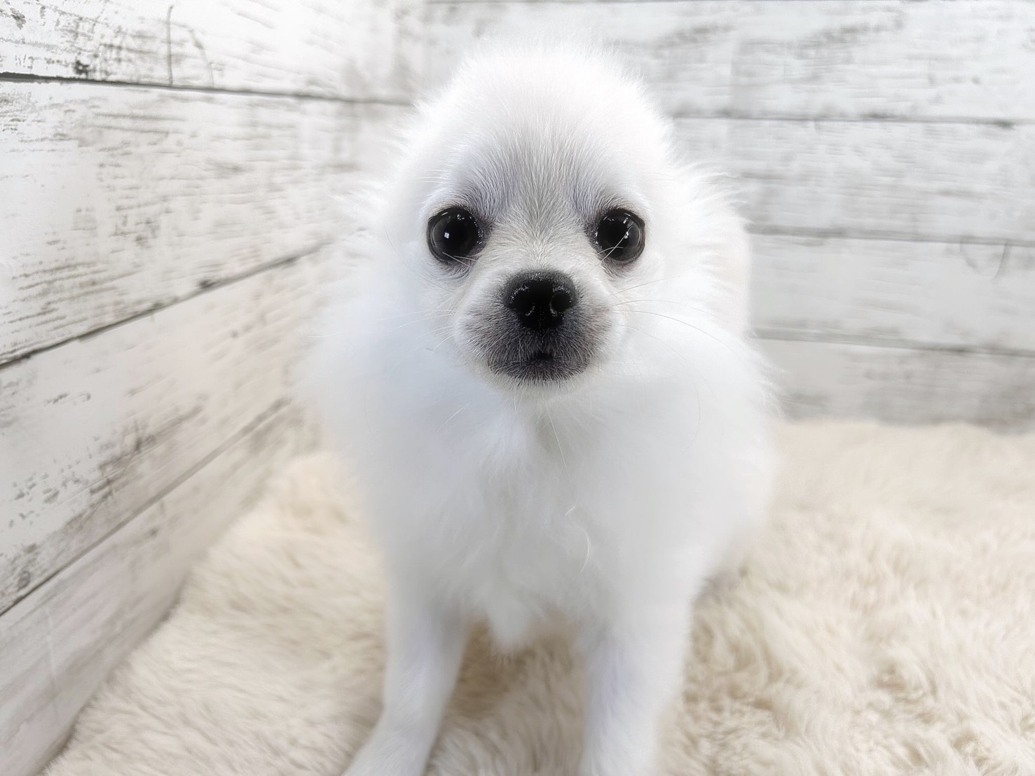 新潟県のポメチワ/チワポメ/ポメチー(ポメラニアン×チワワ) (かねだいペットトライアル魚沼/2025年10月28日生まれ/男の子/クリーム)の子犬の3枚目の画像