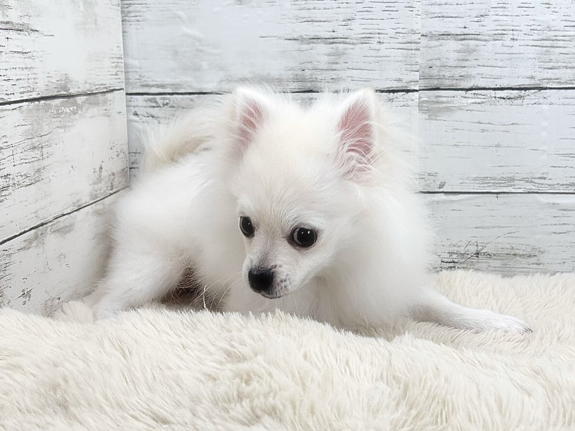 新潟県のポメチワ/チワポメ/ポメチー(ポメラニアン×チワワ) (かねだいペットトライアル魚沼/2025年10月28日生まれ/男の子/クリーム)の子犬の4枚目の画像