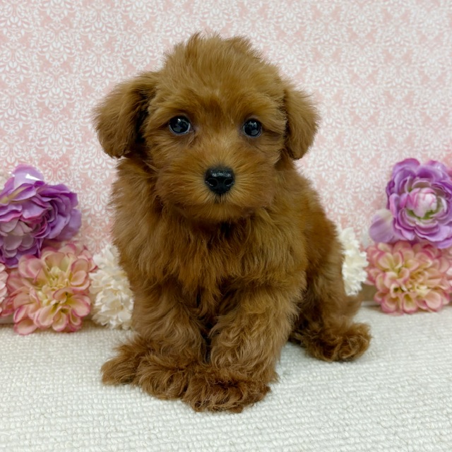 千葉県のチワプー/プーチー(チワワ×プードル) (かねだい四街道店/2026年1月3日生まれ/男の子/レッド)の子犬の1枚目の画像