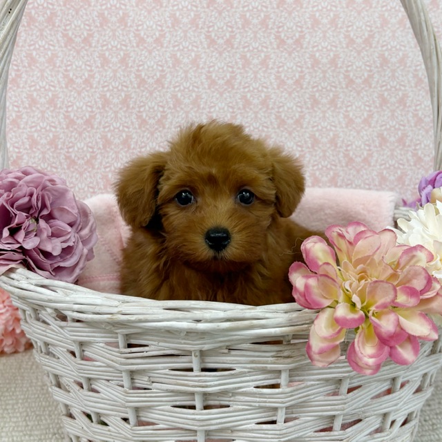 千葉県のチワプー/プーチー(チワワ×プードル) (かねだい四街道店/2026年1月3日生まれ/男の子/レッド)の子犬の3枚目の画像