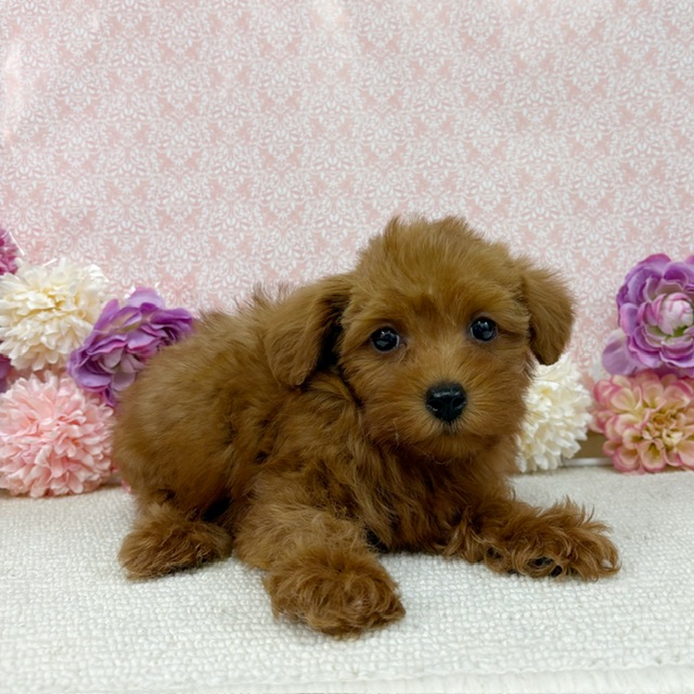 千葉県のチワプー/プーチー(チワワ×プードル) (かねだい四街道店/2026年1月3日生まれ/男の子/レッド)の子犬の4枚目の画像