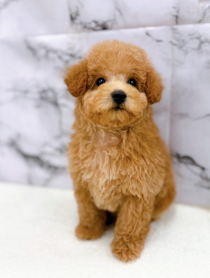 ◾️トイプードル♂【3/14お写真、動画更新♪】ちんまりサイズの可愛い男の子です♪シャンプーでふわふわになりました♪