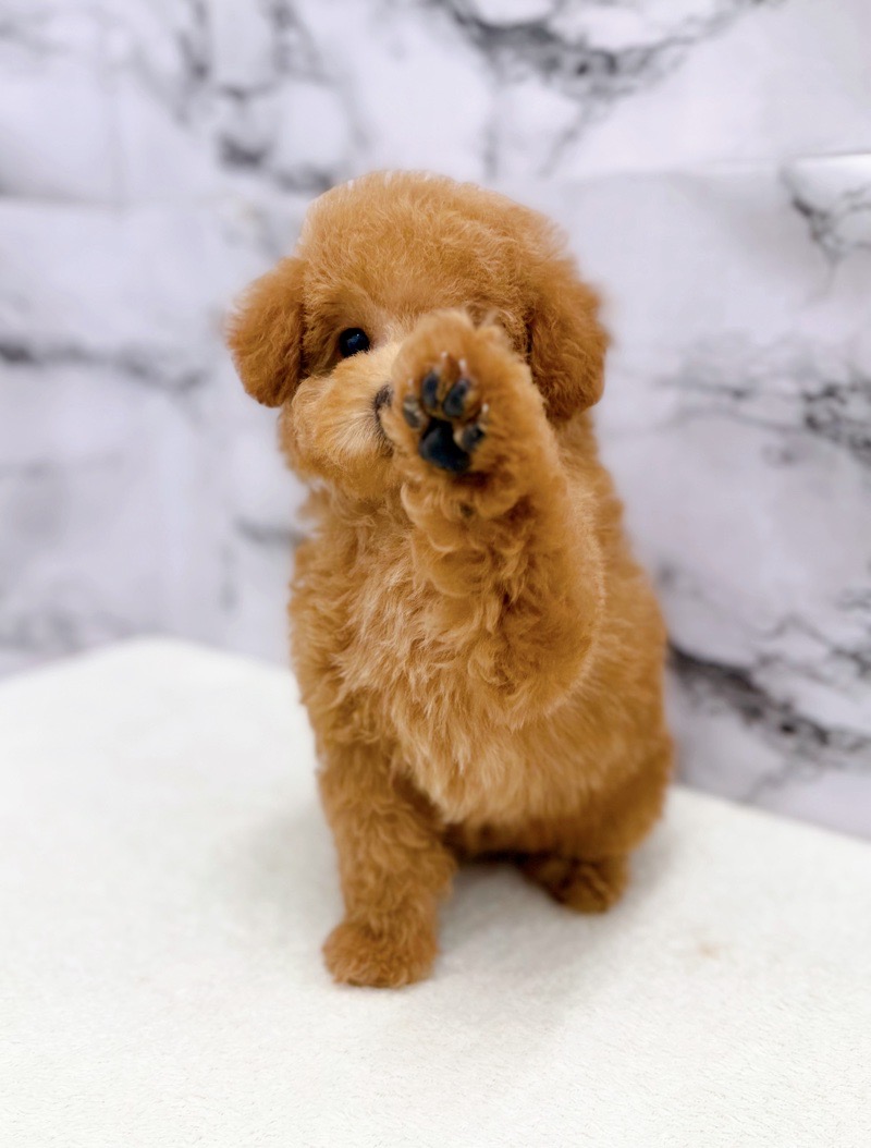 神奈川県のトイプードル(トイ) (かねだい東戸塚店/2025年12月28日生まれ/男の子/レッド)の子犬の2枚目の画像