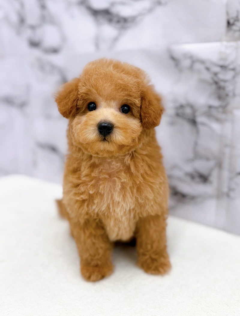 神奈川県のトイプードル(トイ) (かねだい東戸塚店/2025年12月28日生まれ/男の子/レッド)の子犬の3枚目の画像