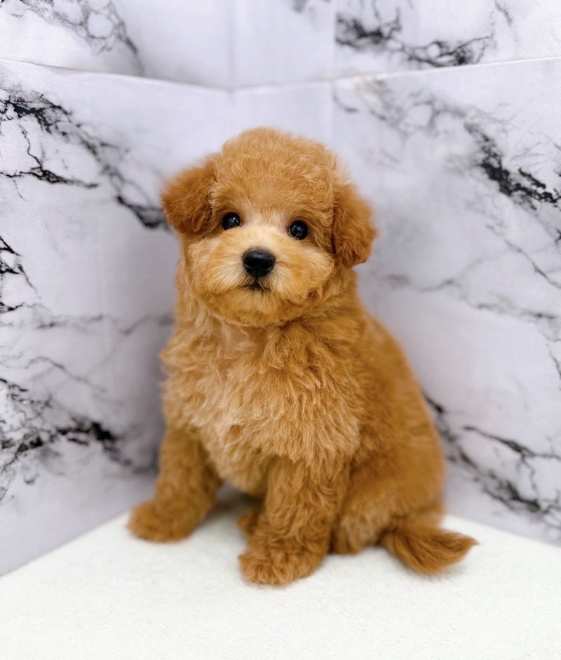 神奈川県のトイプードル(トイ) (かねだい東戸塚店/2025年12月28日生まれ/男の子/レッド)の子犬の4枚目の画像