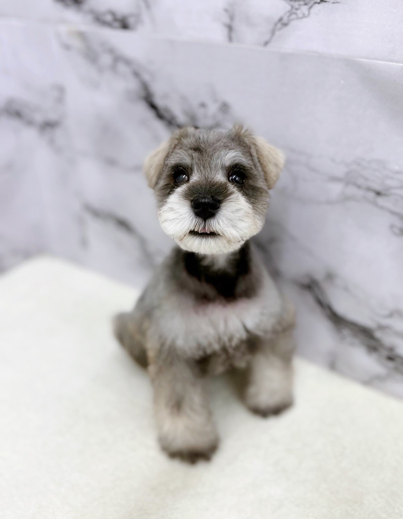 神奈川県のミニチュアシュナウザー (かねだい東戸塚店/2026年1月3日生まれ/男の子/ソルトペッパー)の子犬の1枚目の画像