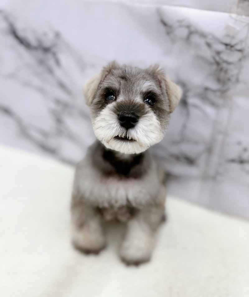 神奈川県のミニチュアシュナウザー (かねだい東戸塚店/2026年1月3日生まれ/男の子/ソルトペッパー)の子犬の3枚目の画像