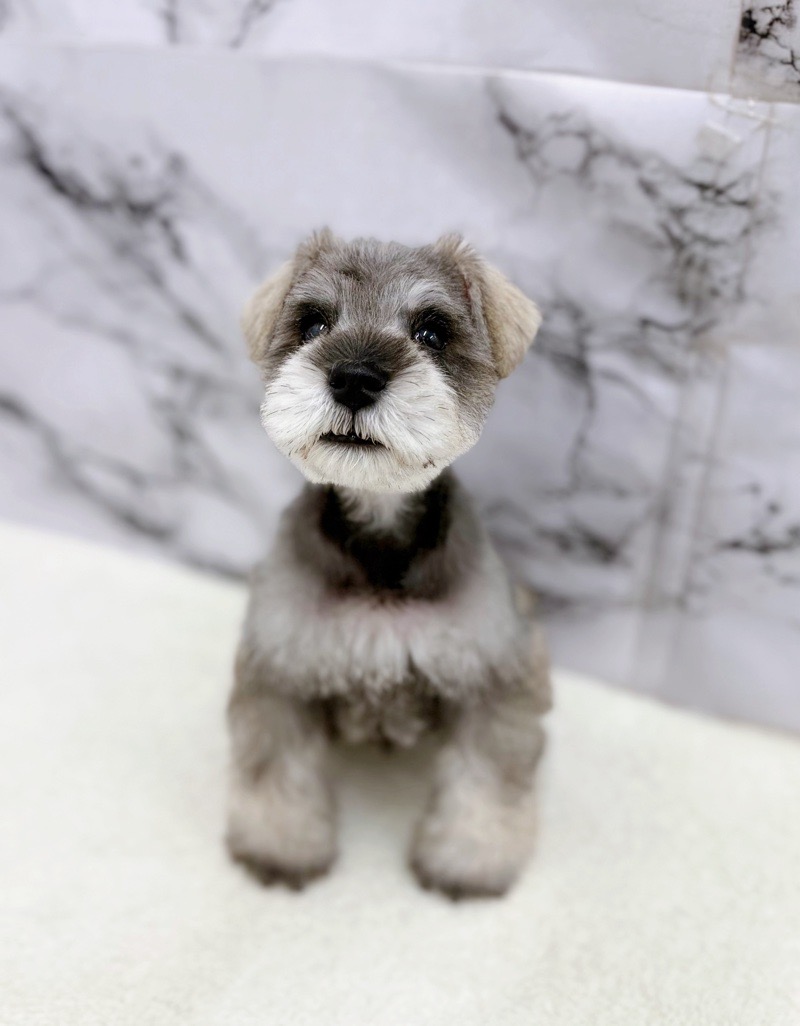 神奈川県のミニチュアシュナウザー (かねだい東戸塚店/2026年1月3日生まれ/男の子/ソルトペッパー)の子犬の4枚目の画像