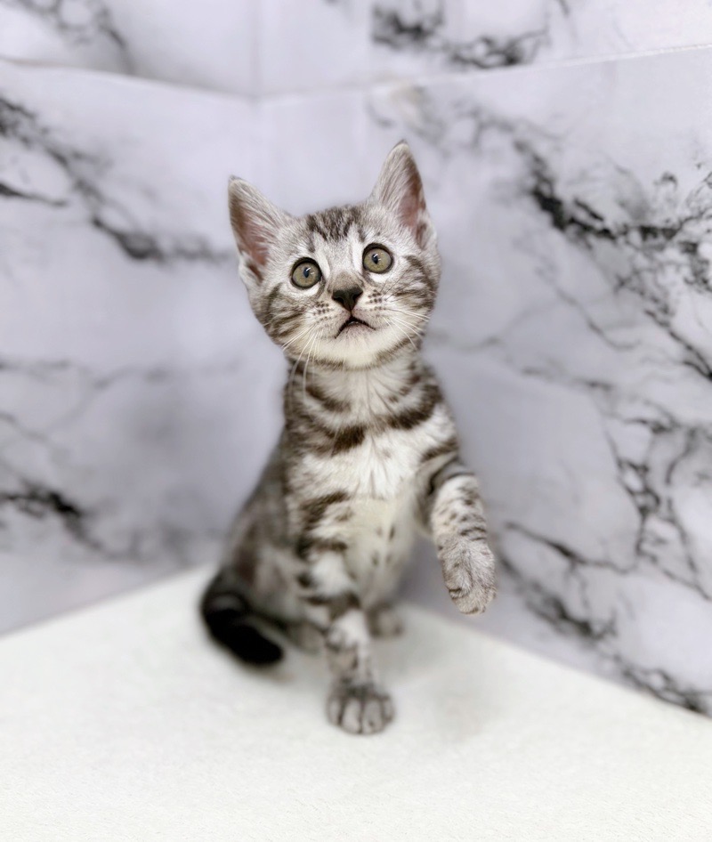 神奈川県のジェネッタ (かねだい東戸塚店/2026年1月3日生まれ/男の子/シルバースポットタビー)の子猫の2枚目の画像