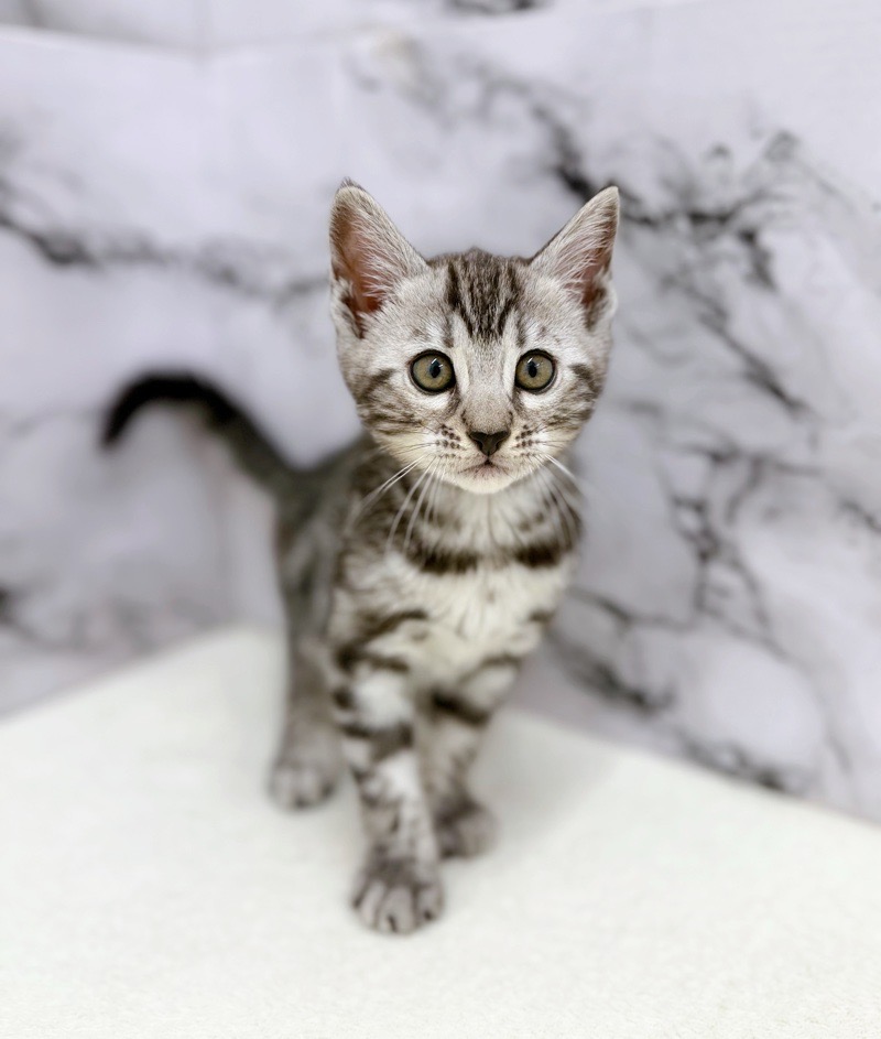 神奈川県のジェネッタ (かねだい東戸塚店/2026年1月3日生まれ/男の子/シルバースポットタビー)の子猫の3枚目の画像