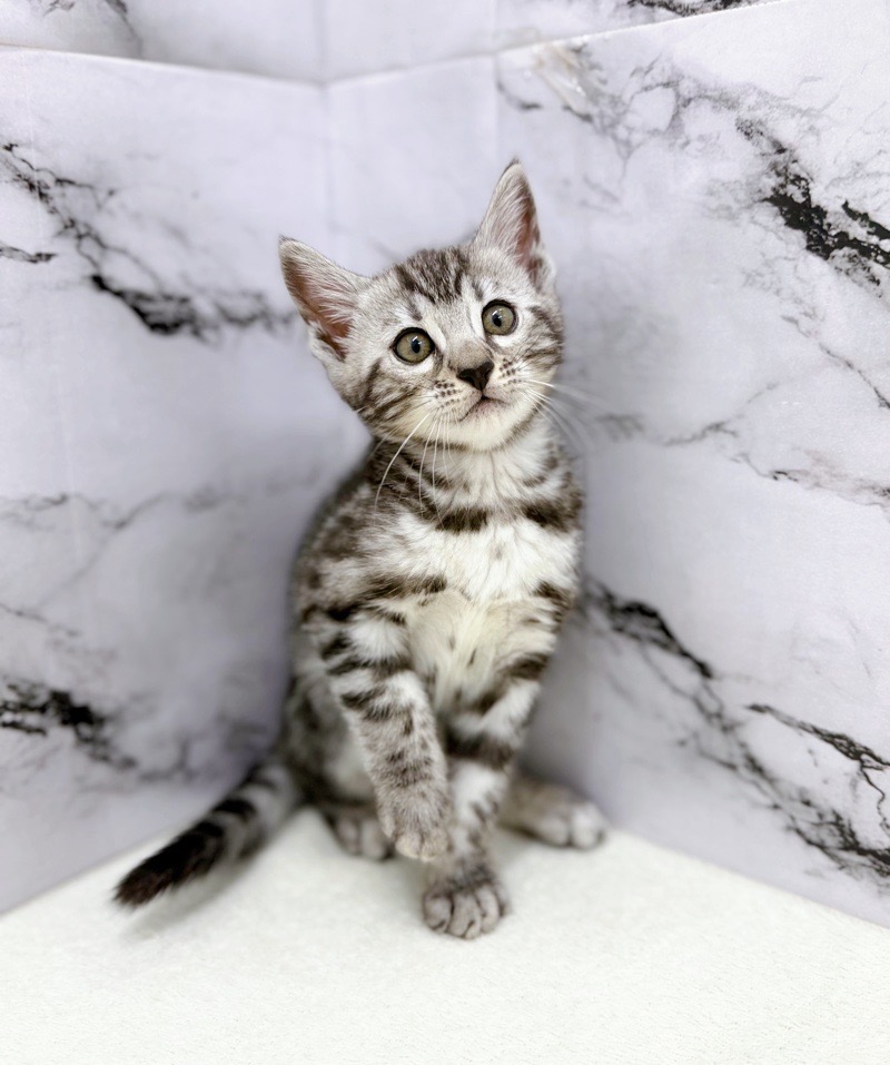 神奈川県のジェネッタ (かねだい東戸塚店/2026年1月3日生まれ/男の子/シルバースポットタビー)の子猫の4枚目の画像