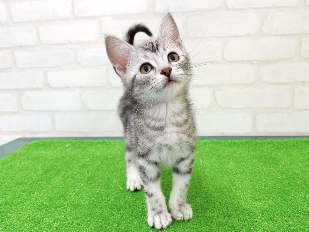 東京都のアメリカンショートヘアー (かねだい立川店/2025年12月26日生まれ/男の子/シルバータビー)の子猫の1枚目の画像