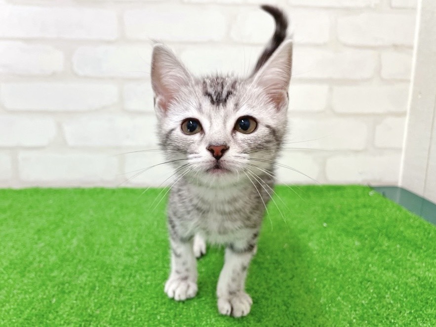 東京都のアメリカンショートヘアー (かねだい立川店/2025年12月26日生まれ/男の子/シルバータビー)の子猫の4枚目の画像