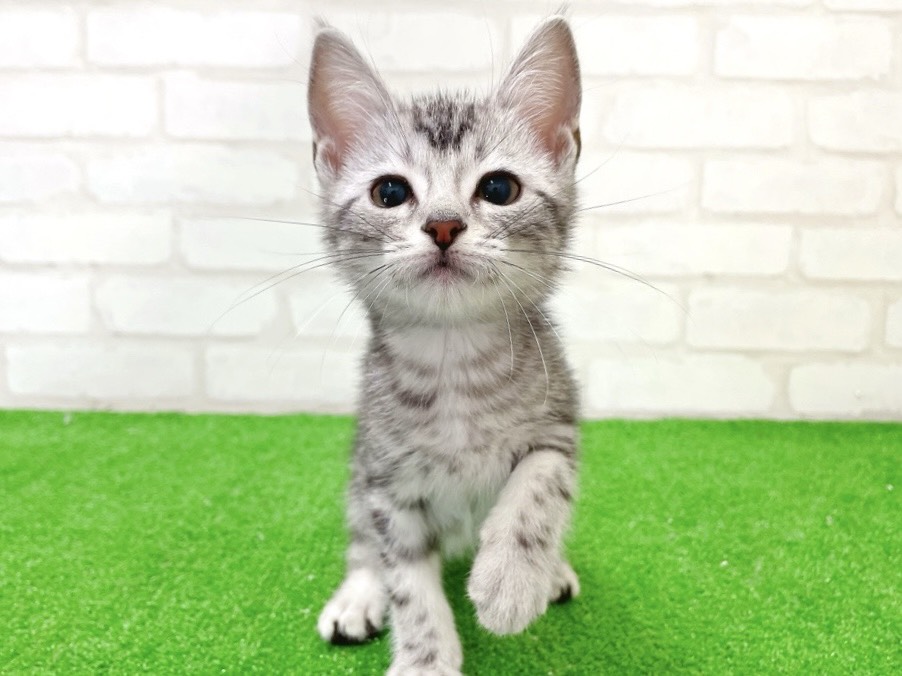 東京都のアメリカンショートヘアー (かねだい立川店/2025年12月26日生まれ/男の子/シルバータビー)の子猫の2枚目の画像
