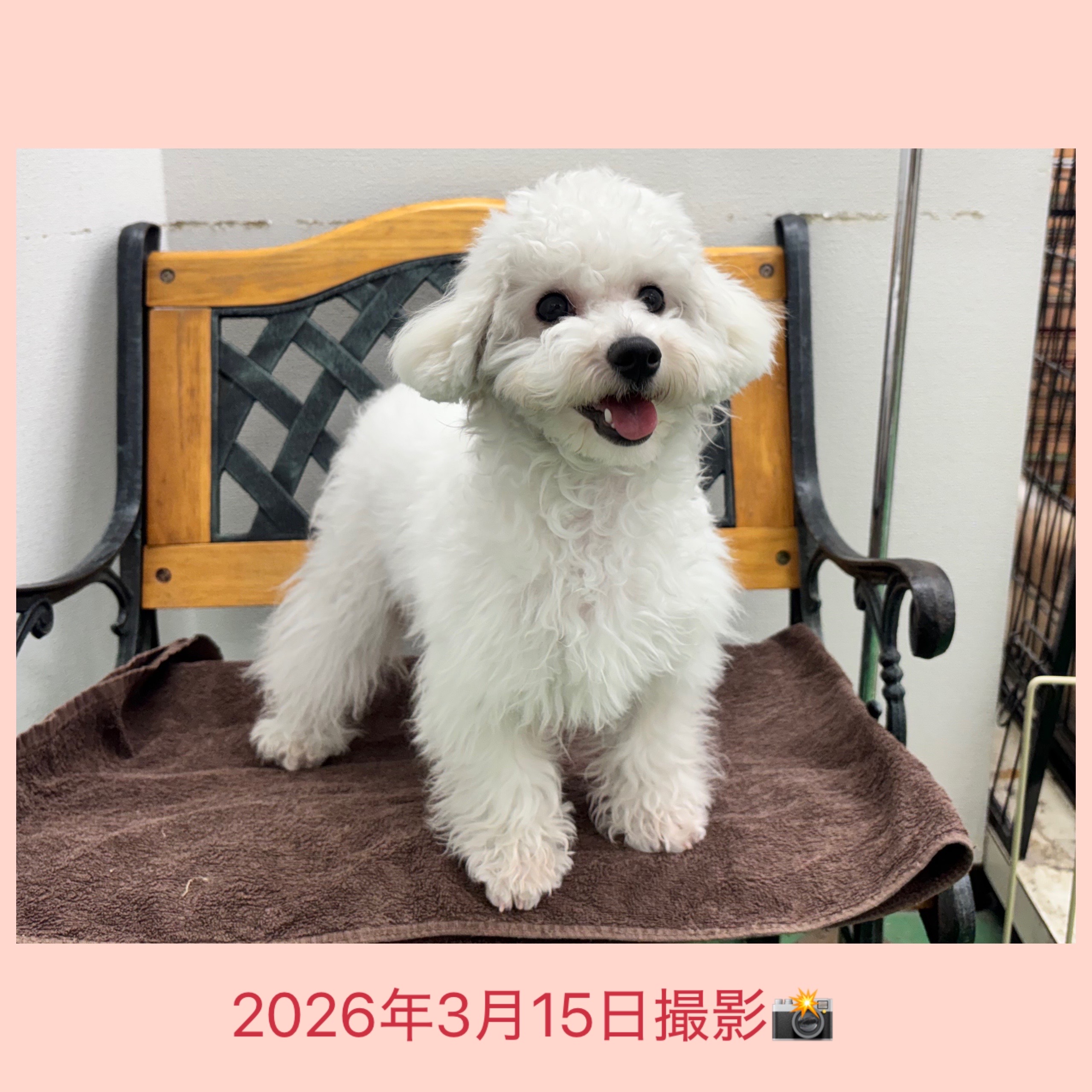 埼玉県のビションフリーゼ (かねだい桶川店/2025年8月31日生まれ/女の子/ホワイト)の子犬の3枚目の画像