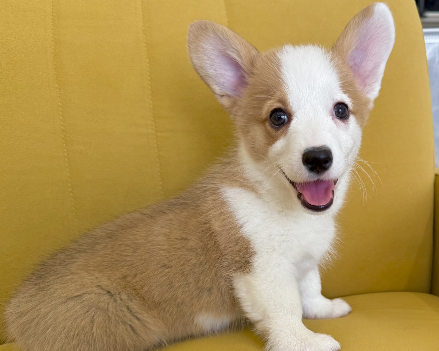 群馬県のウェルシュコーギーペンブローク (かねだいペットトライアル前橋/2025年12月30日生まれ/女の子/セーブルホワイト)の子犬の1枚目の画像