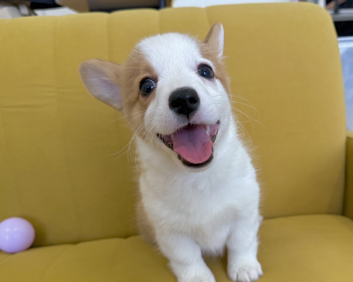 群馬県のウェルシュコーギーペンブローク (かねだいペットトライアル前橋/2025年12月30日生まれ/女の子/セーブルホワイト)の子犬の3枚目の画像