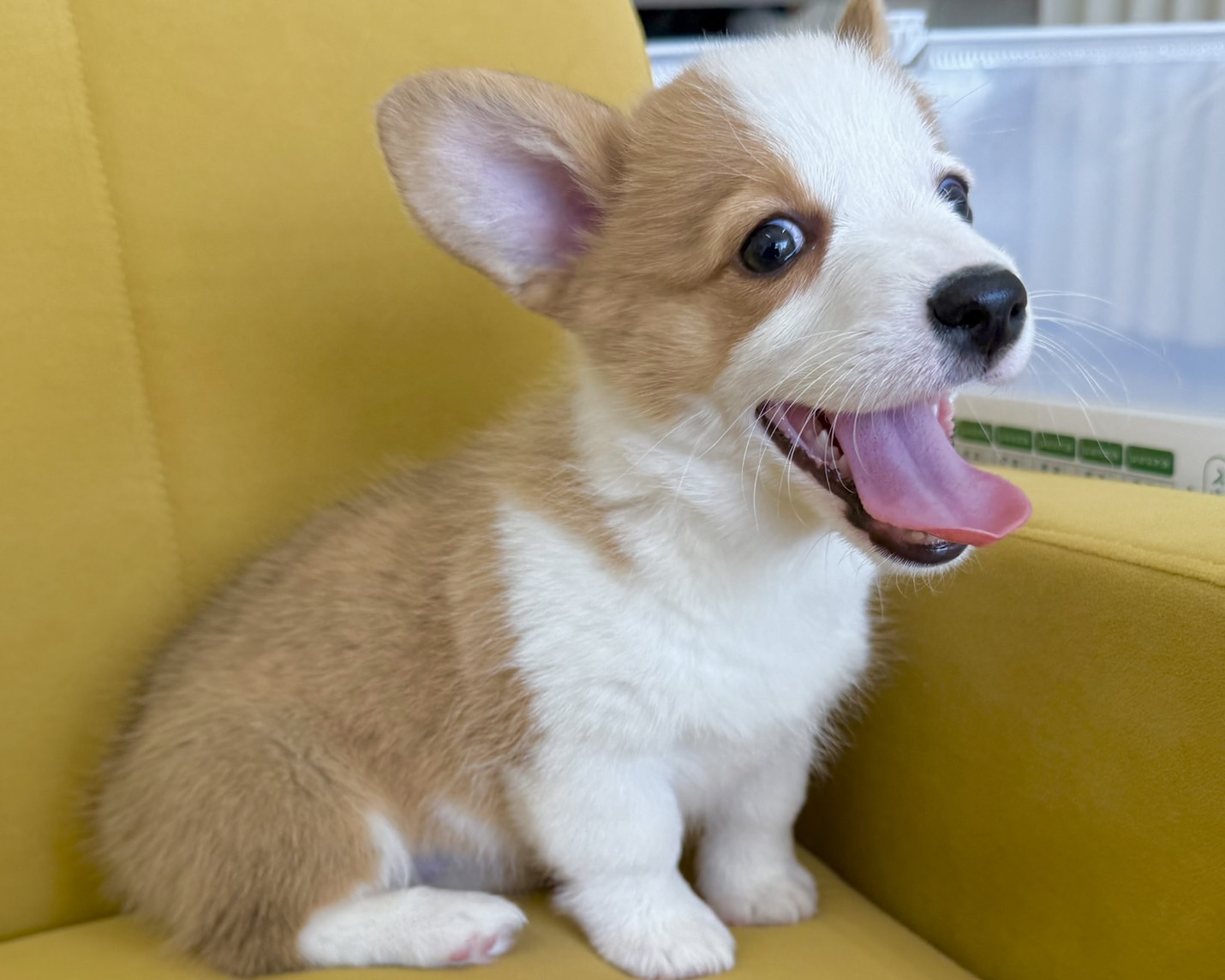 群馬県のウェルシュコーギーペンブローク (かねだいペットトライアル前橋/2025年12月30日生まれ/女の子/セーブルホワイト)の子犬の4枚目の画像
