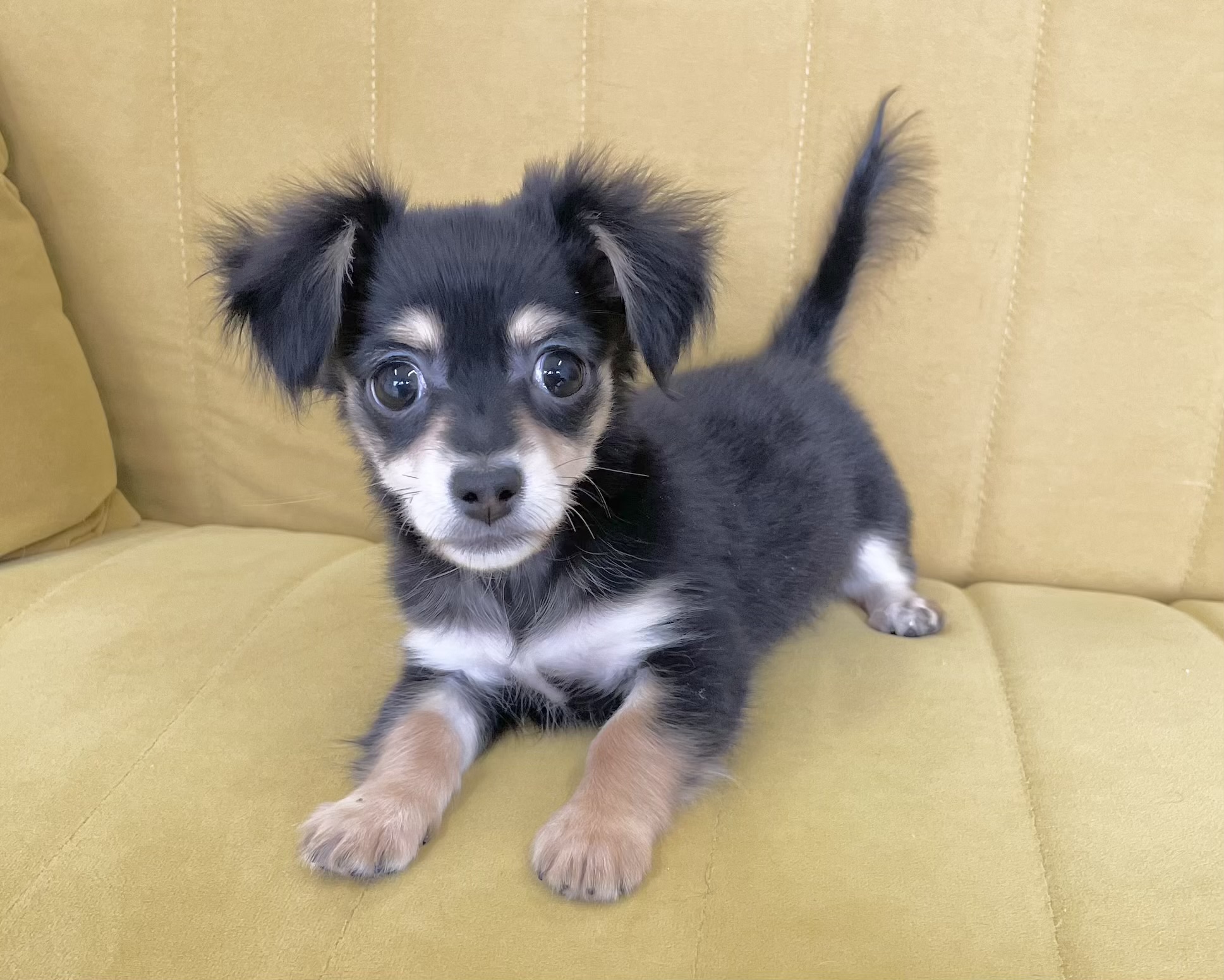 群馬県のチワックス(チワワ×ダックス) (かねだいペットトライアル前橋/2025年12月14日生まれ/女の子/ブラックタン)の子犬の1枚目の画像