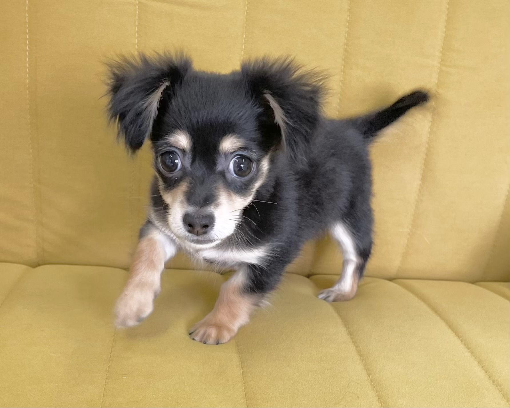 群馬県のチワックス(チワワ×ダックス) (かねだいペットトライアル前橋/2025年12月14日生まれ/女の子/ブラックタン)の子犬の2枚目の画像