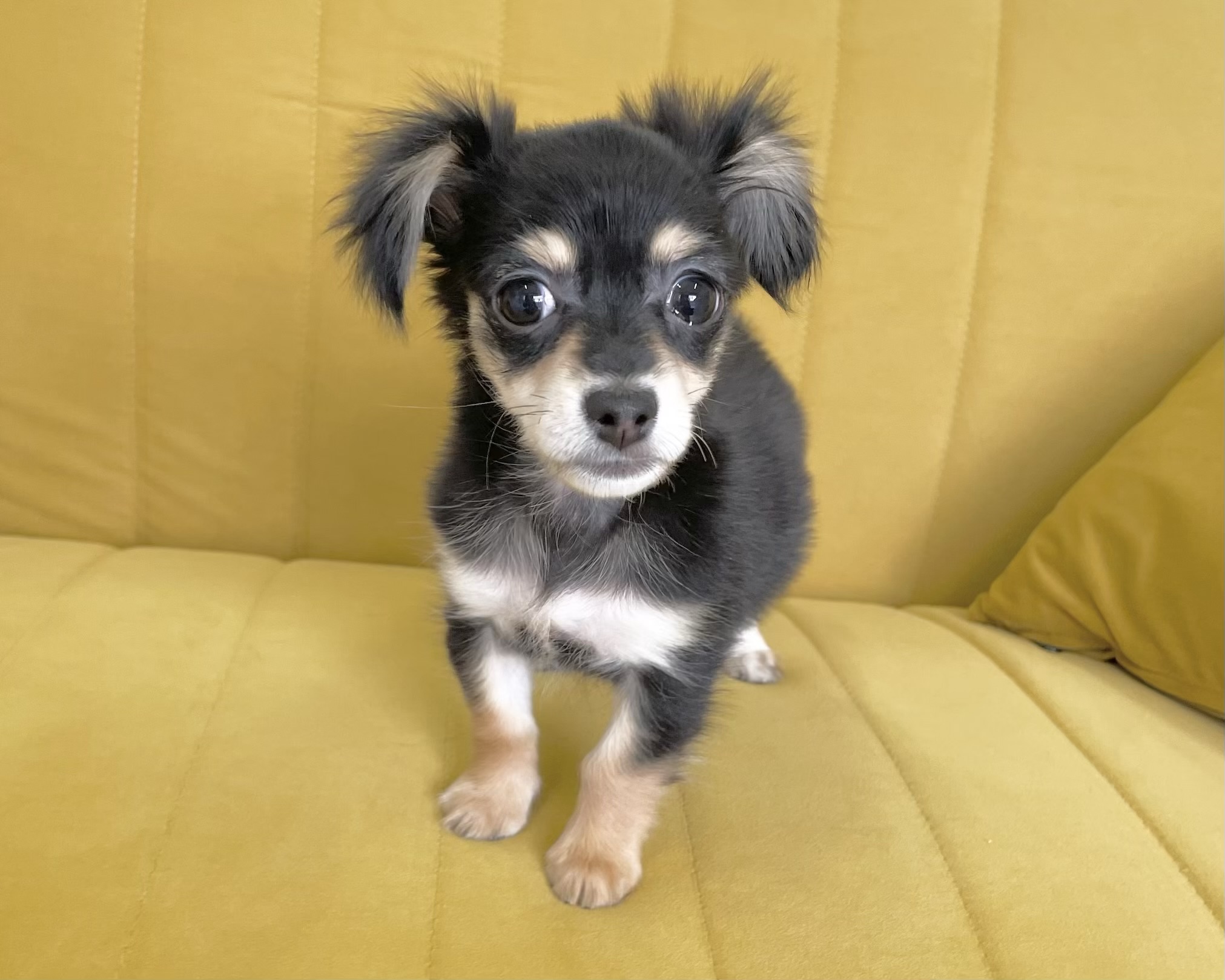 群馬県のチワックス(チワワ×ダックス) (かねだいペットトライアル前橋/2025年12月14日生まれ/女の子/ブラックタン)の子犬の3枚目の画像