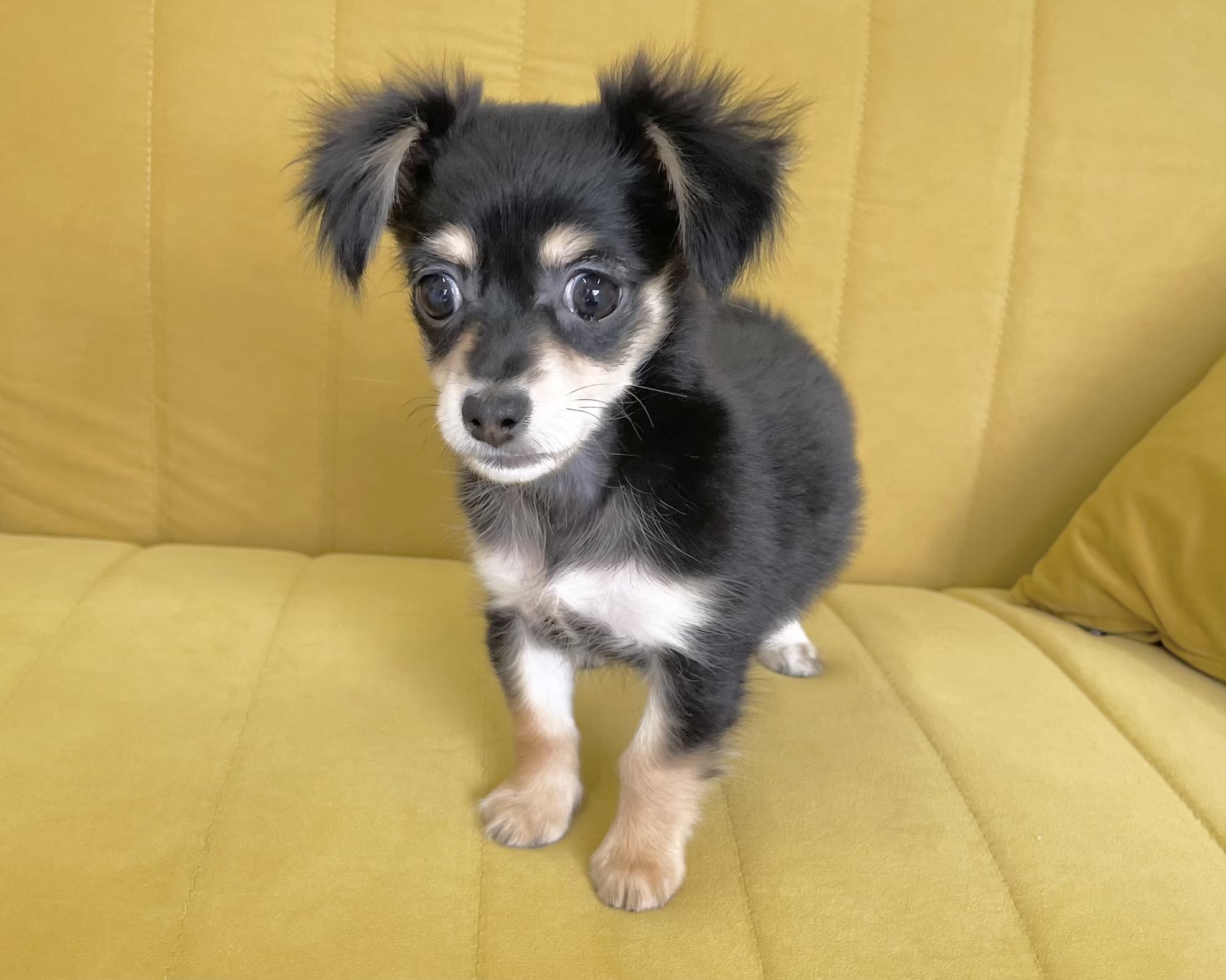 群馬県のチワックス(チワワ×ダックス) (かねだいペットトライアル前橋/2025年12月14日生まれ/女の子/ブラックタン)の子犬の4枚目の画像