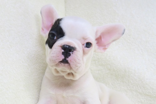 価格の安いフレンチブルドッグ 株式会社かねだい