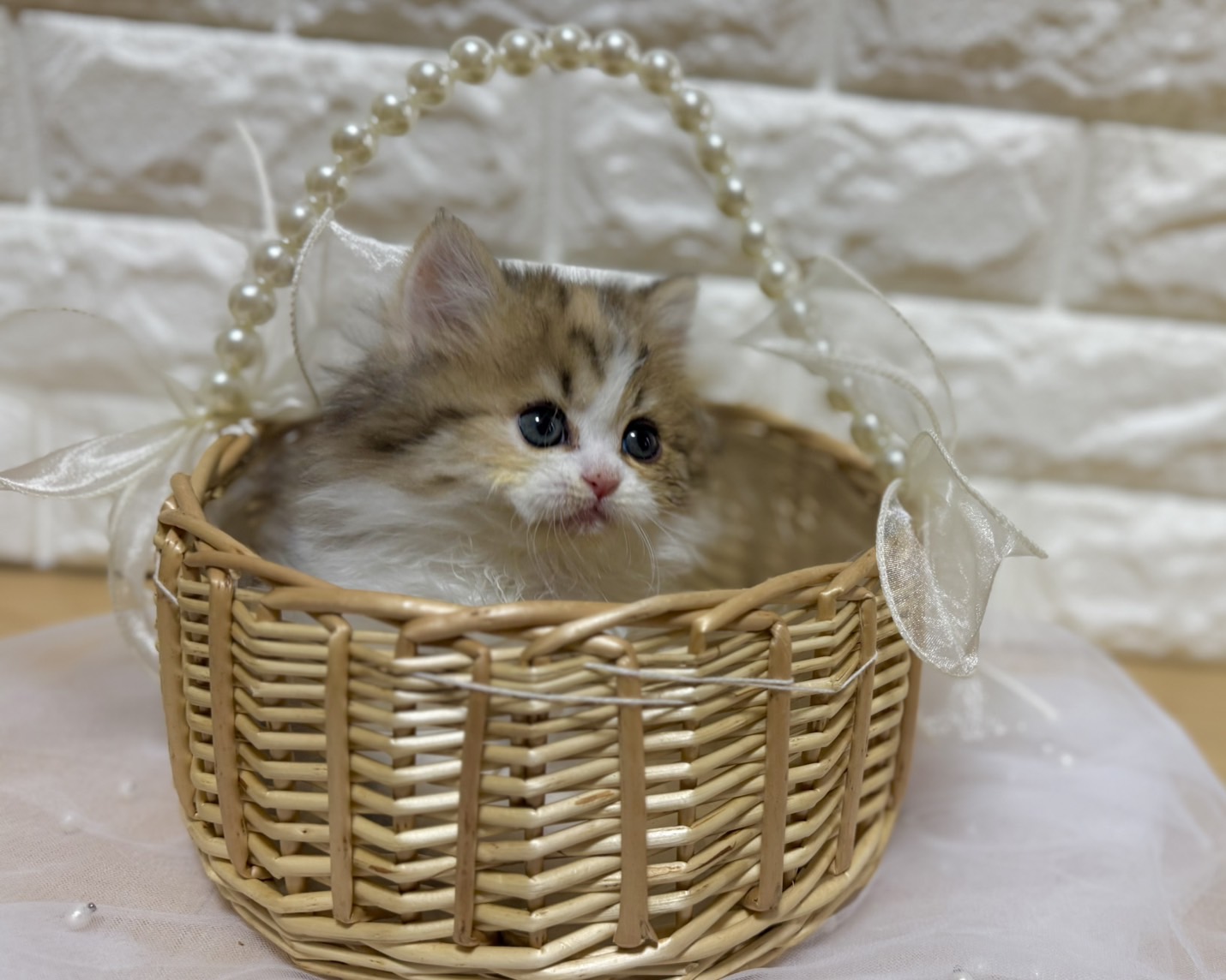 群馬県のハーフ猫・ミックス猫 (かねだいペットトライアル前橋/2026年1月20日生まれ/女の子/ブラウンタビーホワイト)の子猫の2枚目の画像