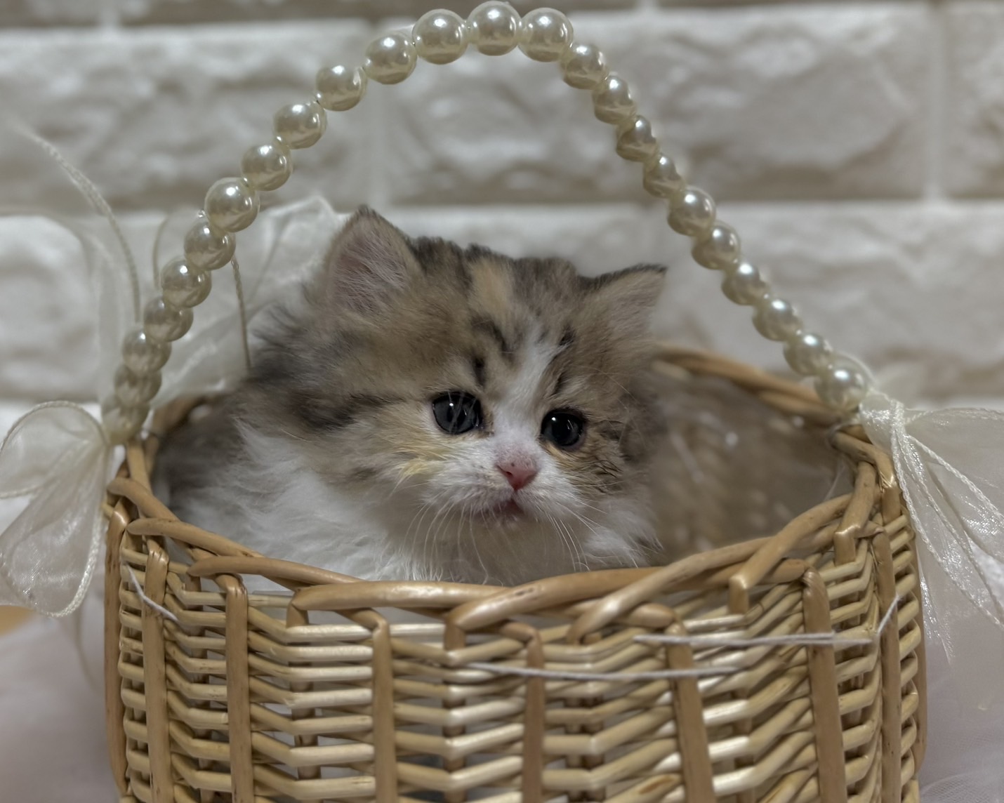 群馬県のハーフ猫・ミックス猫 (かねだいペットトライアル前橋/2026年1月20日生まれ/女の子/ブラウンタビーホワイト)の子猫の1枚目の画像