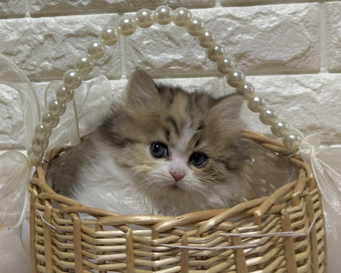 群馬県のハーフ猫・ミックス猫 (かねだいペットトライアル前橋/2026年1月20日生まれ/女の子/ブラウンタビーホワイト)の子猫の3枚目の画像