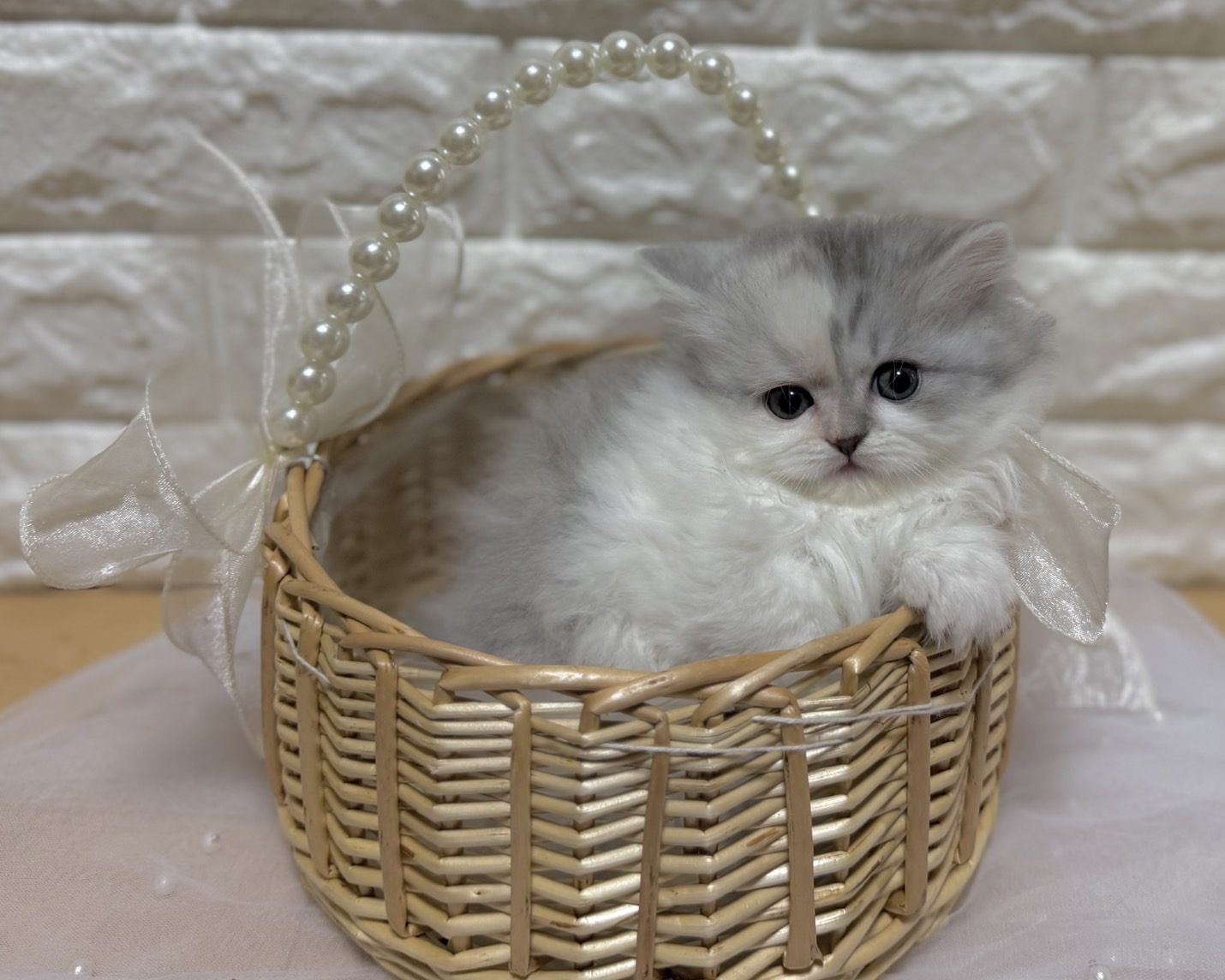 群馬県のハーフ猫・ミックス猫 (かねだいペットトライアル前橋/2026年1月20日生まれ/女の子/ダイリュートキャリコ)の子猫の3枚目の画像