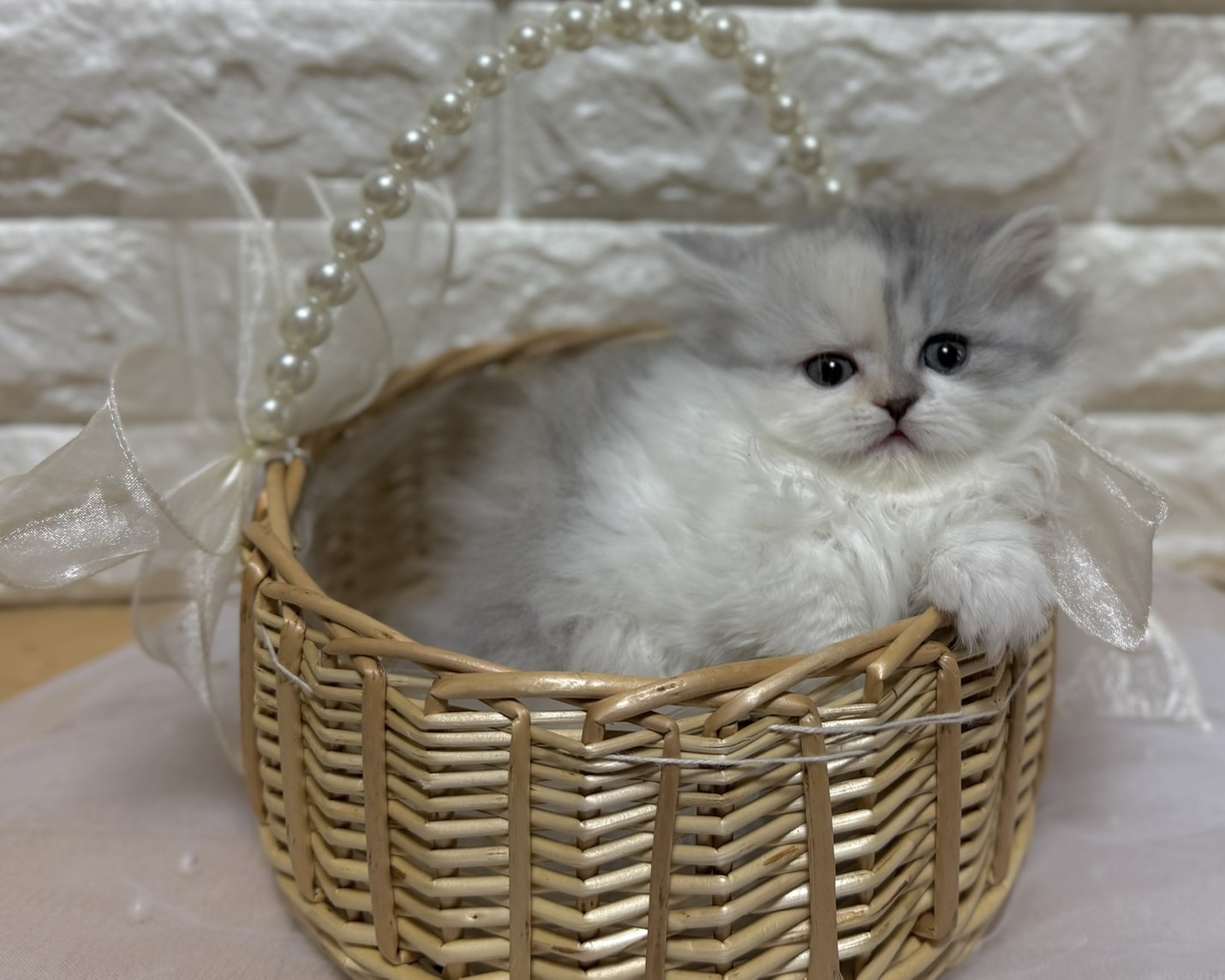 群馬県のハーフ猫・ミックス猫 (かねだいペットトライアル前橋/2026年1月20日生まれ/女の子/ダイリュートキャリコ)の子猫の2枚目の画像