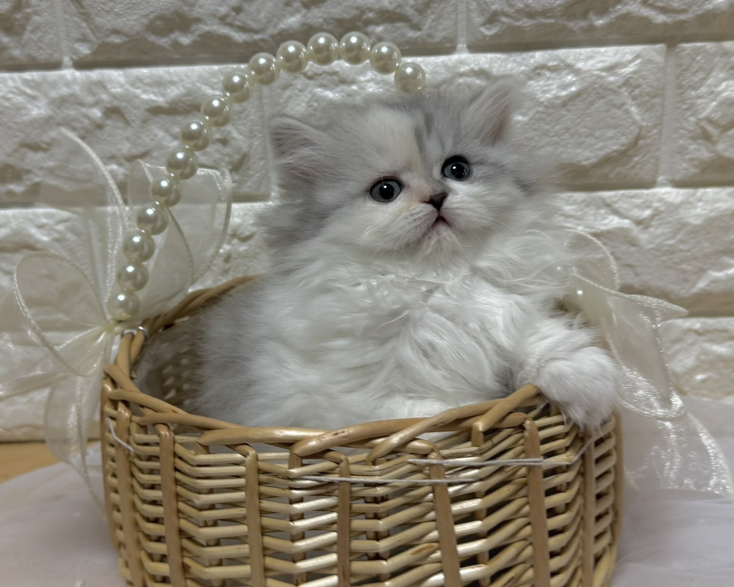 群馬県のハーフ猫・ミックス猫 (かねだいペットトライアル前橋/2026年1月20日生まれ/女の子/ダイリュートキャリコ)の子猫の1枚目の画像