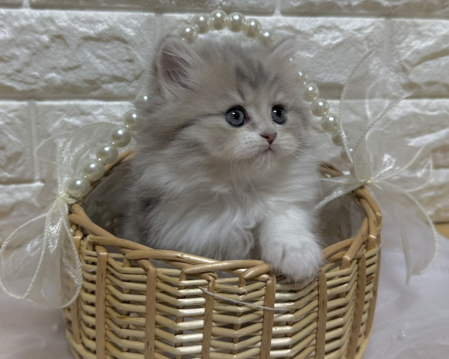 群馬県のハーフ猫・ミックス猫 (かねだいペットトライアル前橋/2026年1月20日生まれ/女の子/ブルーパッチドタビーホワイト)の子猫の3枚目の画像