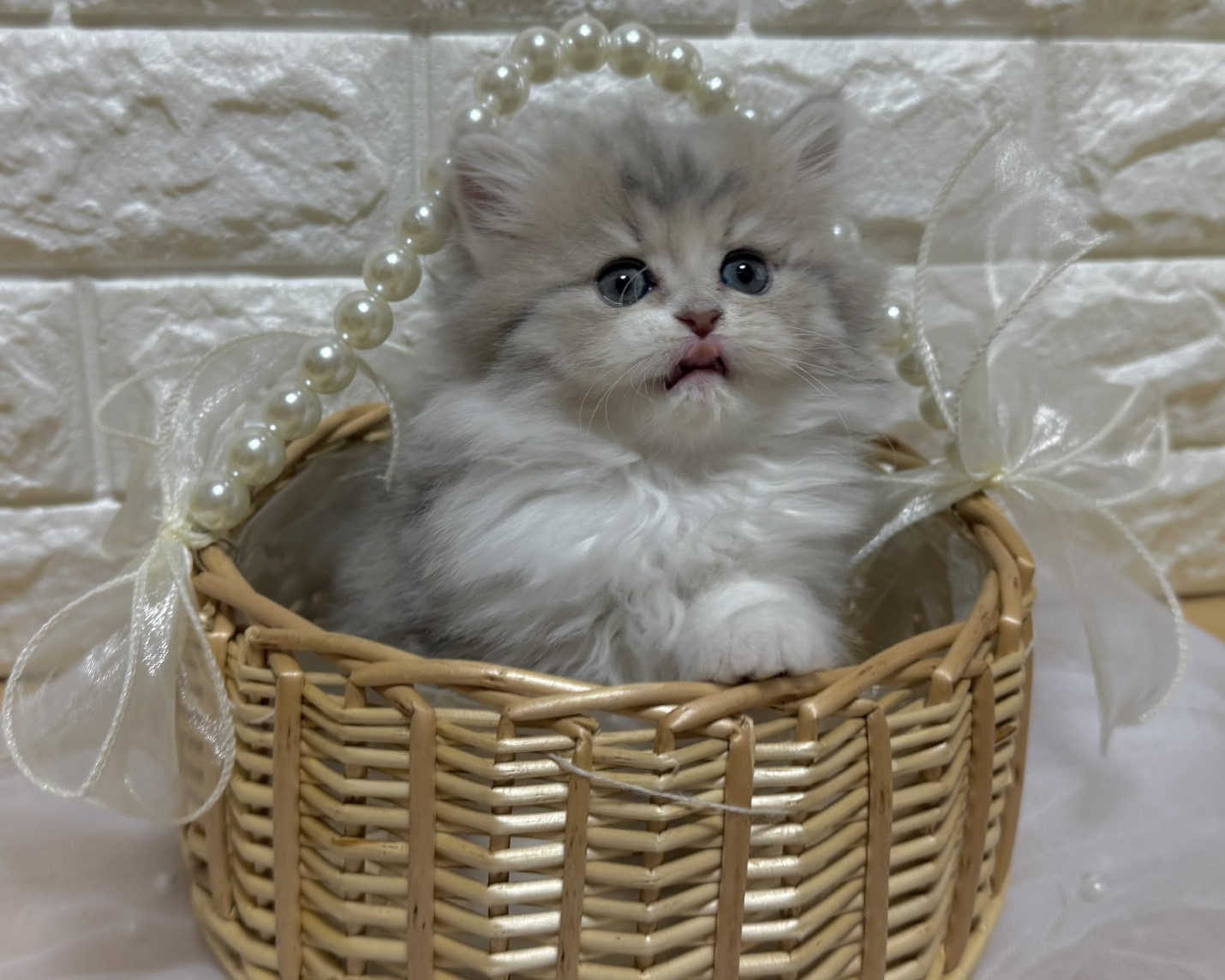 群馬県のハーフ猫・ミックス猫 (かねだいペットトライアル前橋/2026年1月20日生まれ/女の子/ブルーパッチドタビーホワイト)の子猫の2枚目の画像