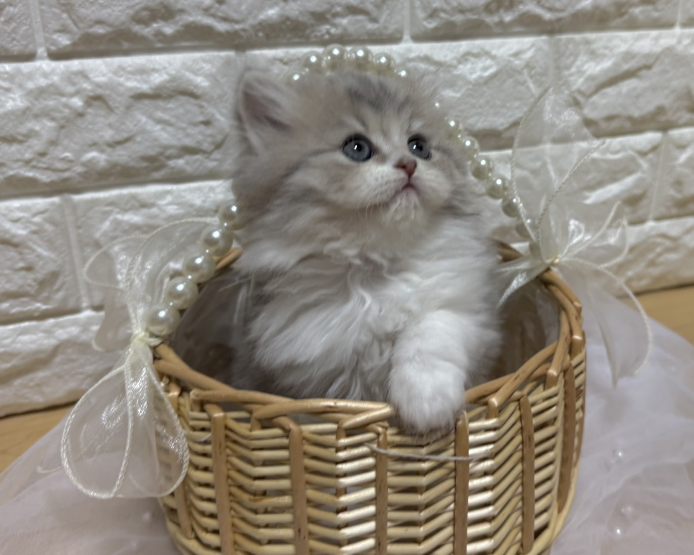 群馬県のハーフ猫・ミックス猫 (かねだいペットトライアル前橋/2026年1月20日生まれ/女の子/ブルーパッチドタビーホワイト)の子猫の4枚目の画像