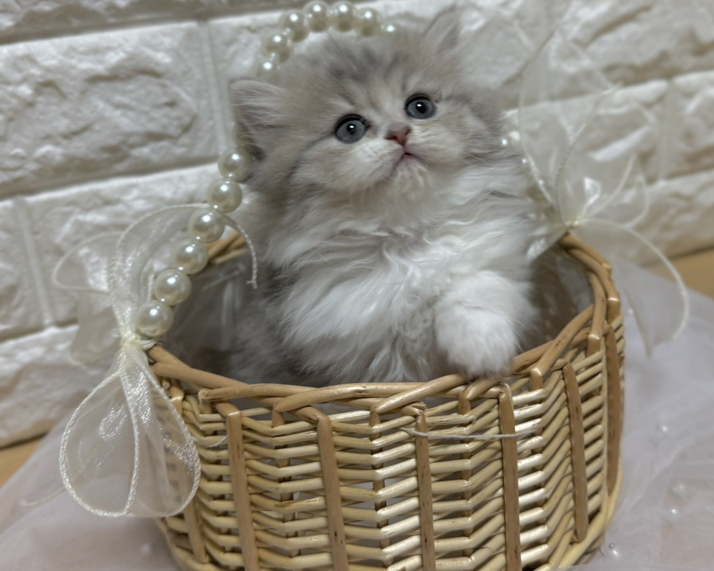 群馬県のハーフ猫・ミックス猫 (かねだいペットトライアル前橋/2026年1月20日生まれ/女の子/ブルーパッチドタビーホワイト)の子猫の1枚目の画像